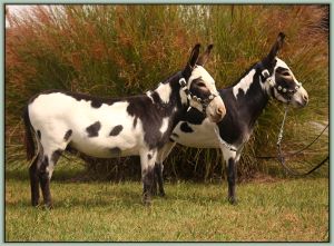 MGF Prime Minister and his son, BAF Half Ass Acres Pow Wow, Champion High Point Best Matched Pair in Tennessee!!